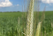 Нацпроект «Экспорт»: тульская органическая ферма получила сертификат «Сделано в России»