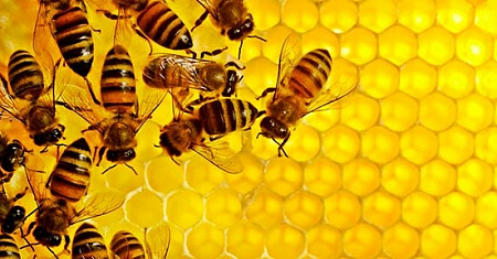 Круглый стол по вопросам пчеловодства состоится 19 декабря